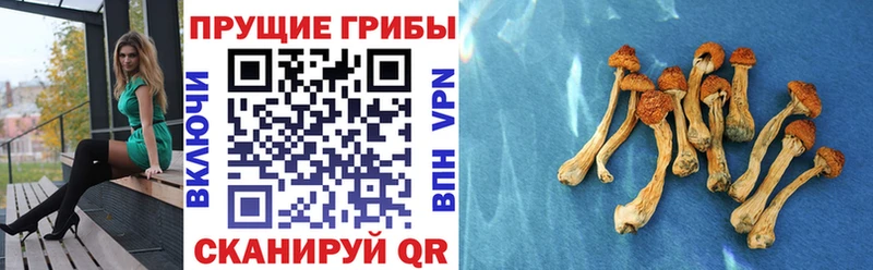 Купить где  Луза  Галлюциногенные грибы Psilocybe 